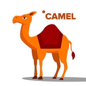 Camel Vector. Funny Animal Isolated Cartoon Illustration