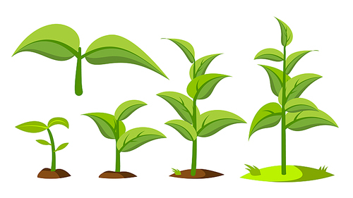 Saplings, Sprouts Growth Stages Vector Drawings Set. Green Saplings Growing In Soil Isolated Cliparts Pack. Seedling, Cultivation. Agriculture, Horticulture. Greenery, Gardening Flat Illustration