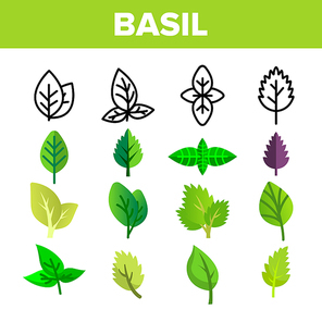 Basil Leaves Vector Thin Line Icons Set. Basil, Aromatic Spice Green, Violet Leaves Linear Pictograms. Organic Italian Culinary Herb with Spicy Taste, Fresh Foliage Color Flat Illustrations
