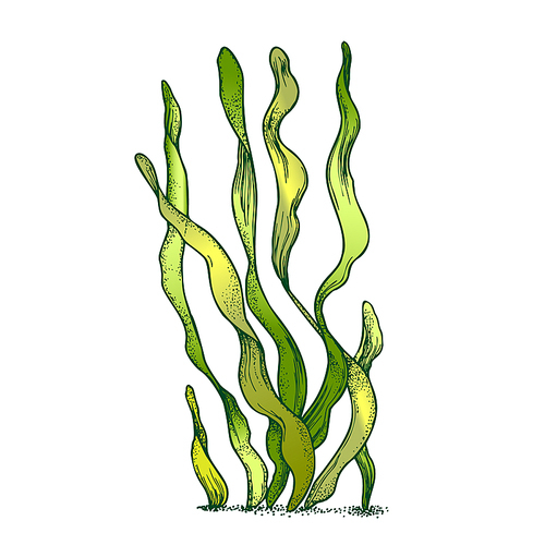 Underwater Organism Algae Seaweed Doodle Vector. Algae Organic Leaf Branch Exotic Spirulina Plant Ornamental Aquarium Decoration Concept. Designed In Retro Style Mockup Monochrome Illustration