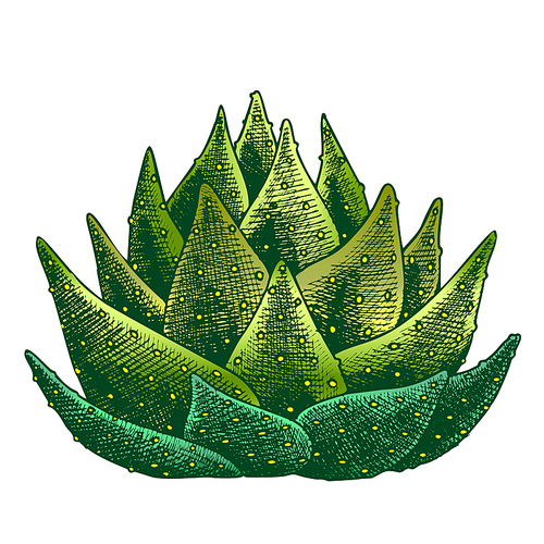 Succulent Leaves Agave Cactus Hand Drawn Vector. Agave Popular Ornamental Plant Growing In Hot Climate. Tequila Ingredient Designed In Retro Style Template Color Illustration