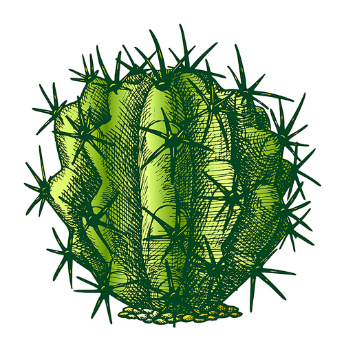 Ferocactus Echidne Barrel Cactus Vintage Vector. Sharp Spines Decorative Houseplant Round Cactus Concept. Family Cactaceae Plant Hand Drawn In Retro Style Mockup Color Illustration