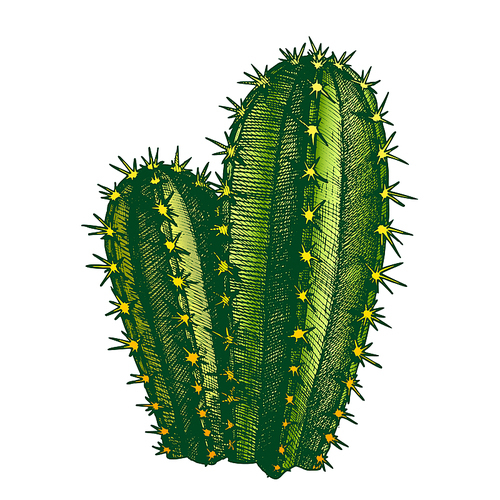 Cereus Hildmannianus Cactus Hand Drawn Vector. Sharp Spines Cactus Tree-like Growth Habit With Distinct Trunk After Which It Branches Freely Up. Designed In Retro Style Mockup Color Illustration