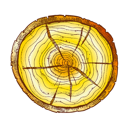 Round Wooden Cross Section With Tree Rings Vector. Circle Cracked Tree Hardwood Trunk Element Log Stump Timber. Carpentry Material Monochrome Color Hand Drawn Illustration