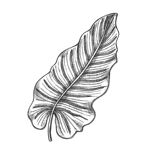 Philodendron Melanochrysum Leaf Hand Drawn Vector. Araceae Family Exotic Flowering Houseplant Leaf. Element Of Beautiful Nature Botanical Herb Designed In Retro Style Black And White Illustration
