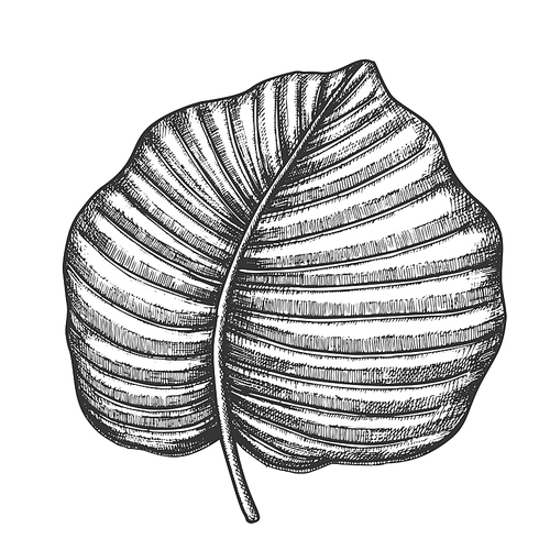 Anthurium Regale Tropical Leaf Hand Drawn Vector. Floral Frond Nils Leaf Of Evergreen Plant. Detail Of Beautiful Nature Botanical Herb Designed In Vintage Style Black And White Illustration