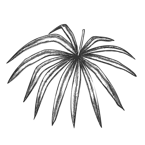 Thrinax Radiata Exotic Leaf Hand Drawn Vector. Detail Of Cultivated Palm Floral Leaf. Element Of Beautiful Nature Botanical Herb Designed In Vintage Style Black And White Illustration