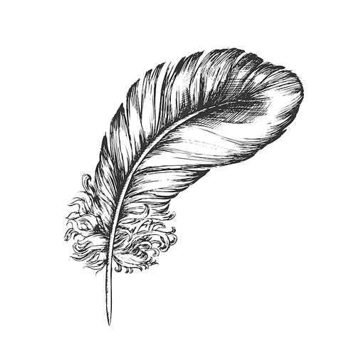 Decorative Bird Flying Element Feather Ink Vector. Decorative Fluffy Feather Beautiful Fashion Ornamental Retro Hat. Natural Object Plume Template Designed In Vintage Style Monochrome Illustration