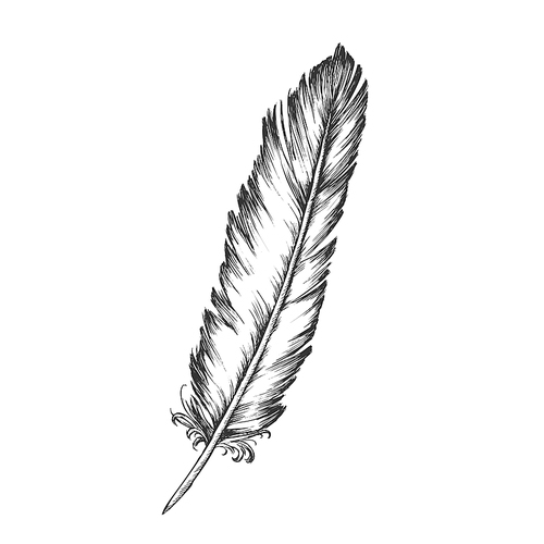 Decorative Bird Element Feather Monochrome Vector. Standing Feather Bird Detail Formed In Tiny Follicles In Epidermis Or Outer Skin Layer. Template Designed In Retro Style Black And White Illustration