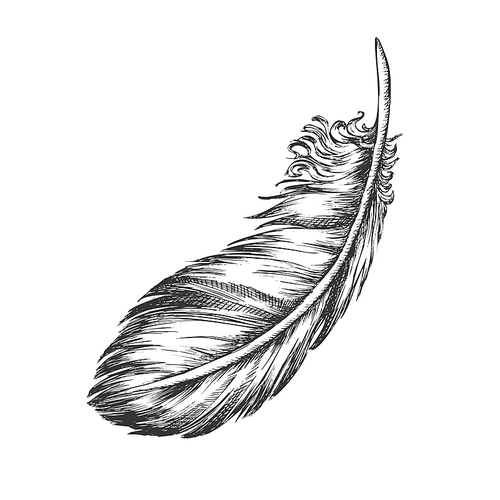 Lost Bird Outer Element Feather Monochrome Vector. Decorative Feather Flyer Detail Aid In Flight, Thermal Insulation And Waterproofing. Designed In Retro Style Black And White Illustration