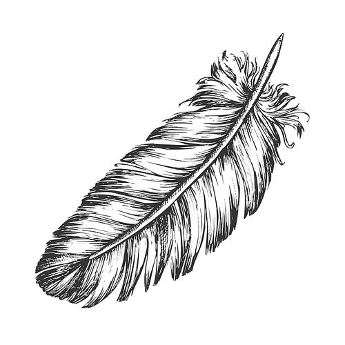 Lost Bird Outer Element Feather Sketch Vector. Fluffy Feather Bird Detail Covering Varmint Body Arise From Certain Well-defined Tracts On Skin. Designed In Retro Style Monochrome Illustration