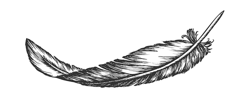 Lost Bird Outer Element Feather Hand Drawn Vector. Lying Fluffy Feather Considered Most Complex Integumentary Structures Found In Vertebrates. Monochrome Designed In Vintage Style Illustration