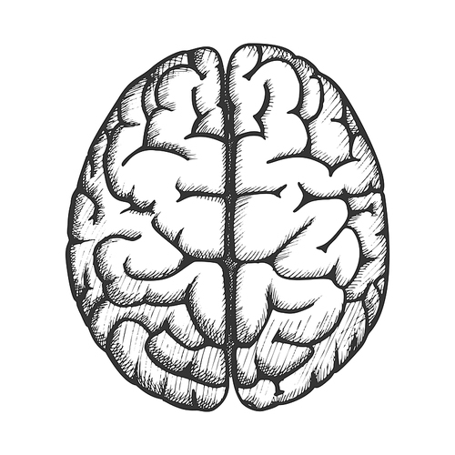 Head Organ Human Brain Top View Vintage Vector. Two Hemicerebrum Of Brain For Medical Anatomy Lessons. Cerebral Hemispheres Of Mind Organism Detail Designed In Retro Style Monochrome Illustration