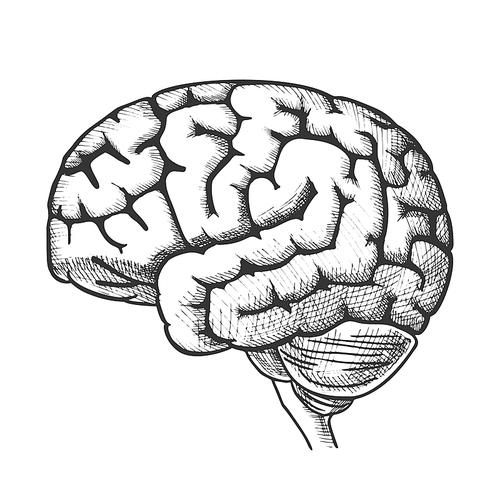 Head Organ Human Brain Side View Vintage Vector. Engraved Brain For Medical Anatomy Education. Intelligence, Memory And Think Organism People Element Designed In Retro Style Monochrome Illustration