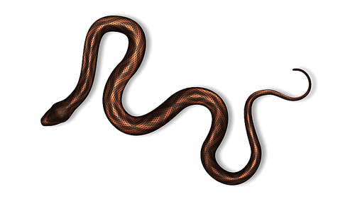 Snake With Danger Poison And Bright Color Vector Top View. Wild Tropical Red And Black Snake. Crawling Dangerous Venomous Viper. Deadly Vertebrate Mammal Hunter Realistic 3d Illustration