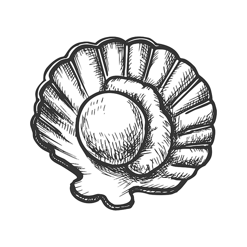 Scallop Meat In Shell Seafood Monochrome Vector. Marine Fresh Food Mollusk Scallop. Shellfish For Aperitif Engraving Concept Template Hand Drawn In Vintage Style Black And White Illustration