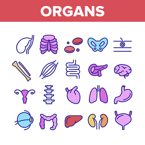 Organs Anatomical Collection Icons Set Vector Thin Line. Stomach And Uterus, Spleen And Lungs, Heart And Kidneys, Human Organs Concept Linear Pictograms. Monochrome Contour Illustrations