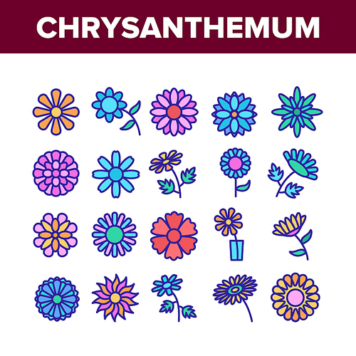 Chrysanthemum Flower Collection Icons Set Vector. Flowering Chrysanthemum, Blooming Daisy Marguerite In Glass Cup, Floral Plant Concept Linear Pictograms. Color Illustrations