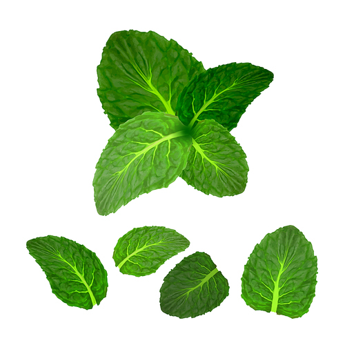 Mint Leaf Freshness Spice Herbal Plant Set Vector. Collection Of Fresh Aroma Mint Mouthwash Or Delicious Dish Ingredient. Aromatic Spearmint, Peppermint Template Realistic 3d Illustrations