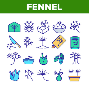 Fennel Flowering Plant Collection Icons Set Vector. Fennel In Greenhouse And Garden, Seeds And Root, Spice In Dish And On Desk Concept Linear Pictograms. Color Illustrations