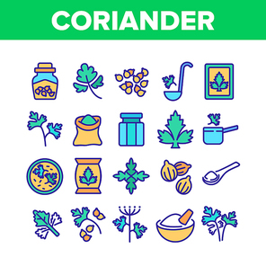 Coriander Herbal Plant Collection Icons Set Vector. Coriander Spice Leaf And Seeds, In Bag And Bottle, On Spoon And Cut Desk Concept Linear Pictograms. Color Illustrations