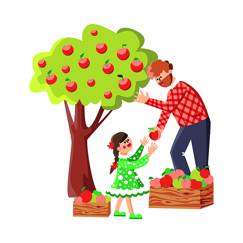 Man And Girl Harvesting Apples In Orchard Vector. Happy Family Father With Daughter Farmers Harvest Natural Ripe Fruit. Characters Harvesters Working In Garden Flat Cartoon Illustration