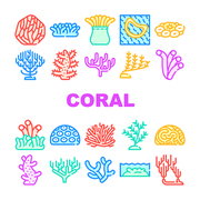 Coral Sea Aquatic Reef Collection Icons Set Vector. Natural Marine Water Coral Flora, Ocean Underwater Nature Plant Seaweed Algae Concept Linear Pictograms. Color Contour Illustrations