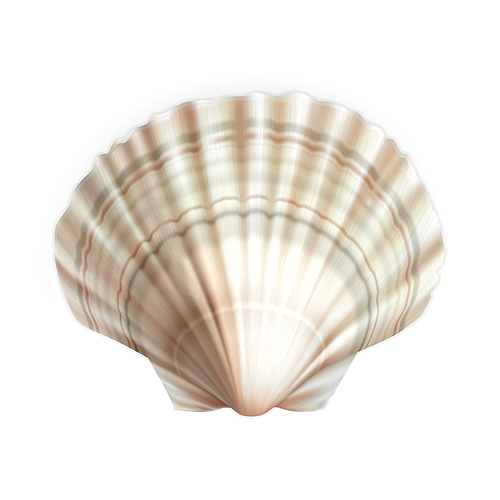 Scallop Shell Decorative Ocean Mollusk Vector. Natural Scallop Cockleshell Fish Exotic Food And Travel Souvenir. Restaurant Culinary Delicacy Seafood Concept Layout Realistic 3d Illustration