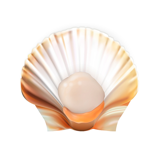 Scallop With Meat In Shell Tasty Seafood Vector. Marine Fresh Food Mollusk Scallop. Asian Delicious Shellfish For Aperitif. Restaurant Dish Concept Template Realistic 3d Illustration