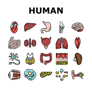 Human Internal Organ Anatomy Icons Set Vector. Stomach And Liver, Heart And Lung, Intestine And Gland, Muscle And Skin People Organ Line. Healthcare And Medicine Color Illustrations