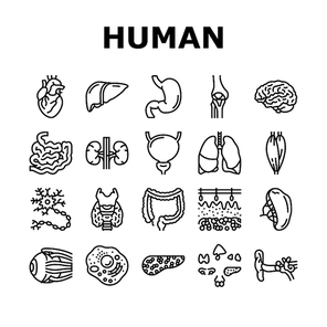 Human Internal Organ Anatomy Icons Set Vector. Stomach And Liver, Heart And Lung, Intestine And Gland, Muscle And Skin People Organ Line. Healthcare And Medicine Black Contour Illustrations