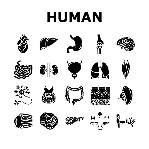 Human Internal Organ Anatomy Icons Set Vector. Stomach And Liver, Heart And Lung, Intestine And Gland, Muscle And Skin People Organ Line. Healthcare And Medicine Glyph Pictograms Black Illustrations
