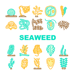 Seaweed Sea Underwater Plant Icons Set Vector. Padina And Japanese Kelp, Sargassum Horneri And Arthrospira Plantesis, Undaria Plumose And Egagropylus Linnaeus Ocean Grow Herb Line. Color Illustrations