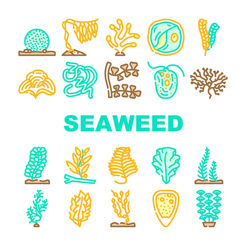 Seaweed Sea Underwater Plant Icons Set Vector. Padina And Japanese Kelp, Sargassum Horneri And Arthrospira Plantesis, Undaria Plumose And Egagropylus Linnaeus Ocean Grow Herb Line. Color Illustrations