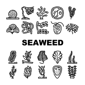 Seaweed Sea Underwater Plant Icons Set Vector. Padina And Japanese Kelp, Sargassum Horneri And Arthrospira Plantesis, Undaria Plumose And Egagropylus Linnaeus Ocean Grow Herb Contour Illustrations