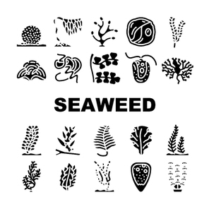 Seaweed Sea Underwater Plant Icons Set Vector. Padina And Japanese Kelp, Sargassum Horneri And Arthrospira Plantesis, Undaria Plumose And Egagropylus Ocean Herb Glyph Pictograms Black Illustrations