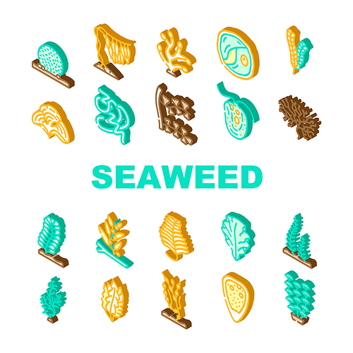 Seaweed Sea Underwater Plant Icons Set Vector. Padina And Japanese Kelp, Sargassum Horneri And Arthrospira Plantesis, Plumose Egagropylus Linnaeus Ocean Grow Herb Isometric Sign Color Illustrations