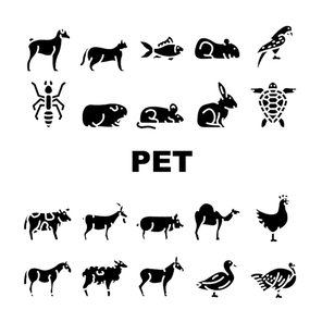 Pet Domestic, Farm And Sea Aqua Icons Set Vector. Mice And Hamster, Dog Puppy And Cat Kitty Pet, Horse And Camel, Parrot And Chicken Bird, Turtle And Aquarium Fish Glyph Pictograms Black Illustrations