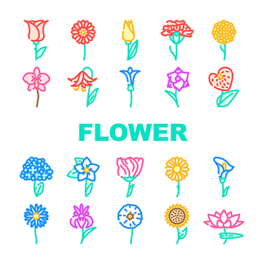 Flower Natural Aromatic Plant Icons Set Vector. Rose And Iris, Hydrangea And Carnation, Chrysanthemum And Lisianthus Aroma Blossom Flower Line. Gladiolus And Anthurium Flora Color Illustrations
