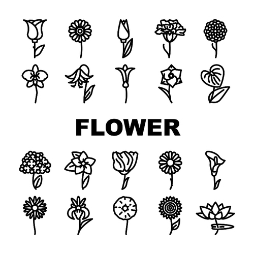 Flower Natural Aromatic Plant Icons Set Vector. Rose And Iris, Hydrangea And Carnation, Chrysanthemum And Lisianthus Aroma Blossom Flower. Gladiolus And Anthurium Flora Black Contour Illustrations