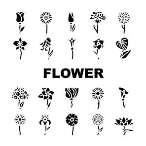 Flower Natural Aromatic Plant Icons Set Vector. Rose And Iris, Hydrangea And Carnation Chrysanthemum And Lisianthus Aroma Blossom Flower. Gladiolus Anthurium Flora Glyph Pictograms Black Illustrations