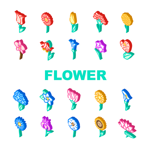 Flower Natural Aromatic Plant Icons Set Vector. Rose And Iris, Hydrangea And Carnation, Chrysanthemum And Lisianthus Aroma Blossom Flower. Gladiolus Anthurium Flora Isometric Sign Color Illustrations