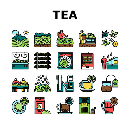 Tea Drink Production Collection Icons Set Vector. Growth Of Tea On Plantation And Harvesting, Cultivation And Sorting, Flavoring And Packaging Concept Linear Pictograms. Contour Color Illustrations