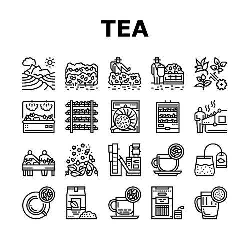 Tea Drink Production Collection Icons Set Vector. Growth Of Tea On Plantation And Harvesting, Cultivation And Sorting, Flavoring And Packaging Black Contour Illustrations