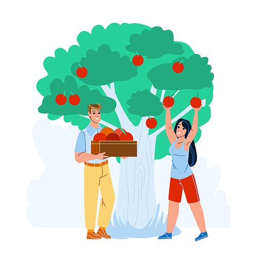 Man And Woman Harvesting Apples In Orchard Vector. Boy And Girl Gardener Harvest Natural Vitamin Fruit In Orchard. Characters Farmers Agricultural Occupation Flat Cartoon Illustration