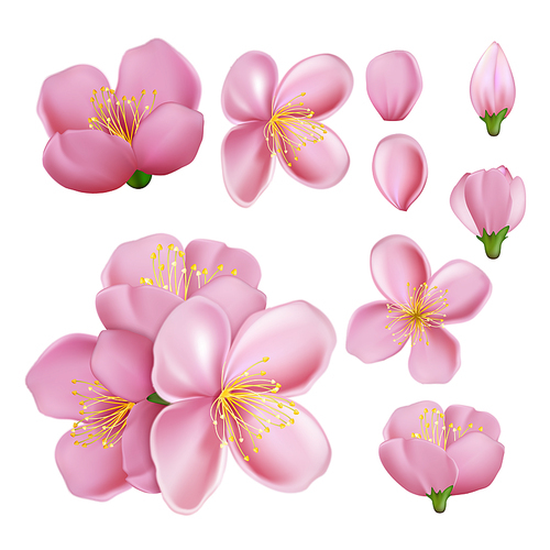 sakura flower blossom branch pink japanese petal, romantic art. chinese card. pink leaf. asian element. 3d realistic vector illustration
