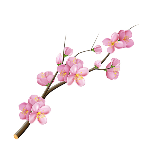 sakura branch flower blossom pink tree. china symbol. 3d realistic vector illustration