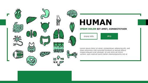 Human Internal Organ Anatomy Landing Web Page Header Banner Template Vector. Stomach And Liver, Heart And Lung, Intestine And Gland, Muscle And Skin People Organ. Healthcare And Medicine Illustration
