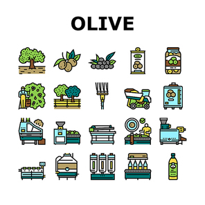 Olive Production And Harvesting Icons Set Vector. Olive Tree Cultivation And Berries Manual Harvest, Factory Shaker Table And Repository Industry Machine Line. Natural Food Color Illustrations