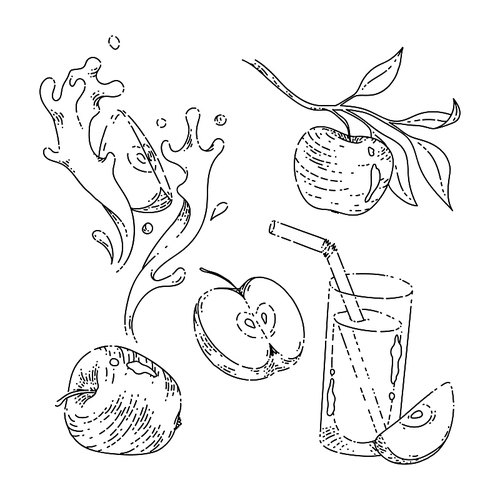 apple set sketch hand drawn vector, fruit art, food leaf, tree branch, half plant, organic red slice vintage black line illustration